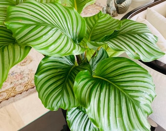 Calathea Orbifolia **ALL starter plants require you to purchase 2 plants! **