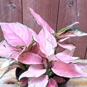 Aglaonema Favonian Starter Plant (ALL STARTER PLANTS require you to purchase 2 plants!)