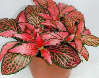 Fittonia red (nerve plant) Starter Plant (ALL STARTER PLANTS require you to purchase 2 plants!)**