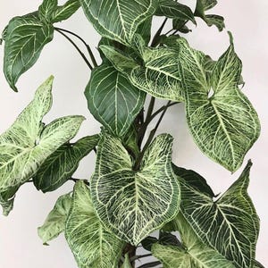 Syngonium Batik 4” plant **(ALL plants require you to purchase ANY 2 plants!)**