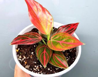 Aglaonema Red Vein 4” Pot **(ALL Plants Require You to Purchase