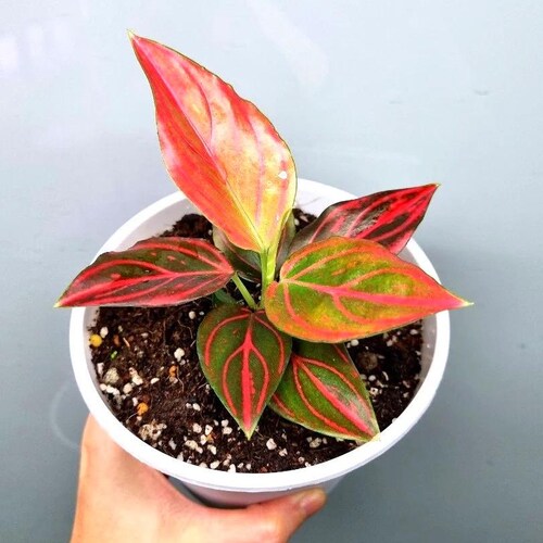 や*D様 Aglaonema 'Medusa' Aglaonema Red Vein 4” Pot **(ALL Plants Require You to Purchase