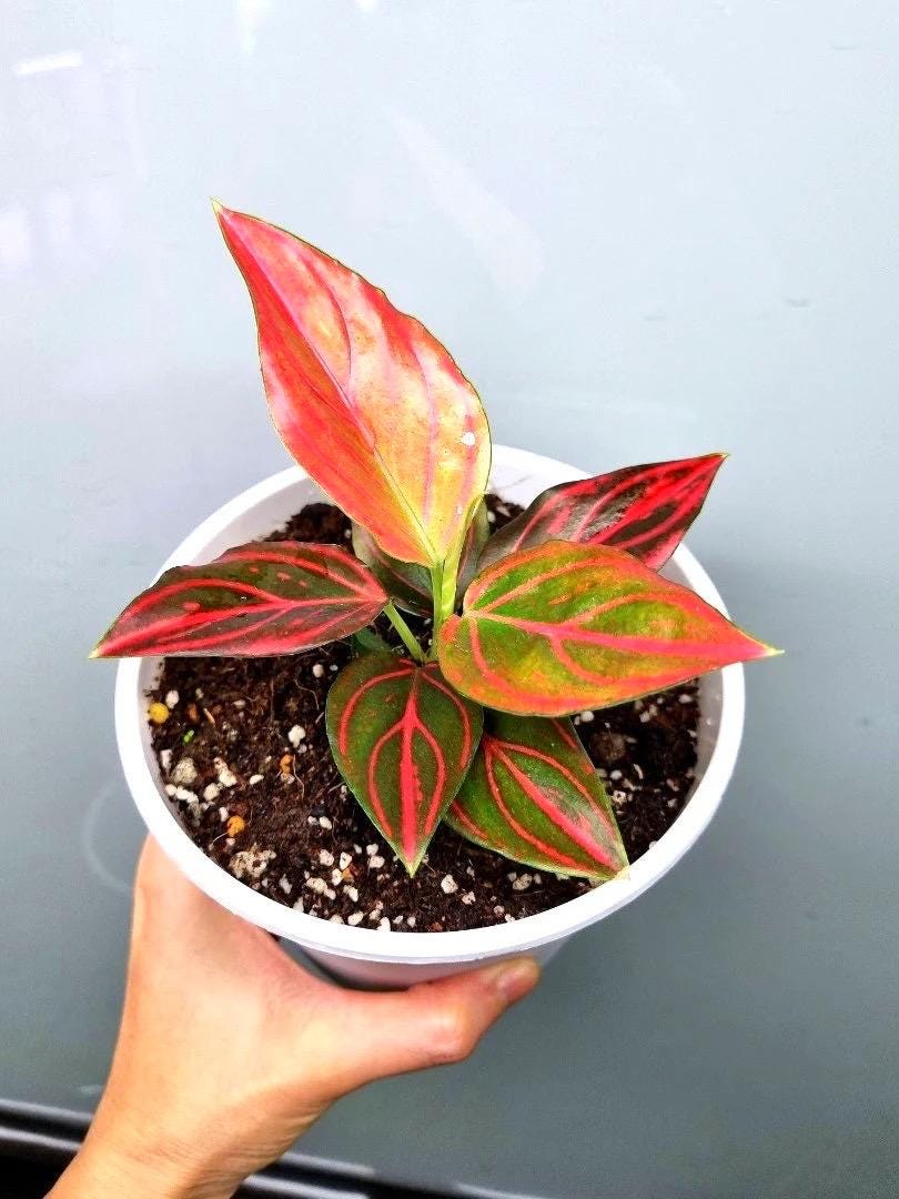 large dracaena plant Dracaena messangeana 