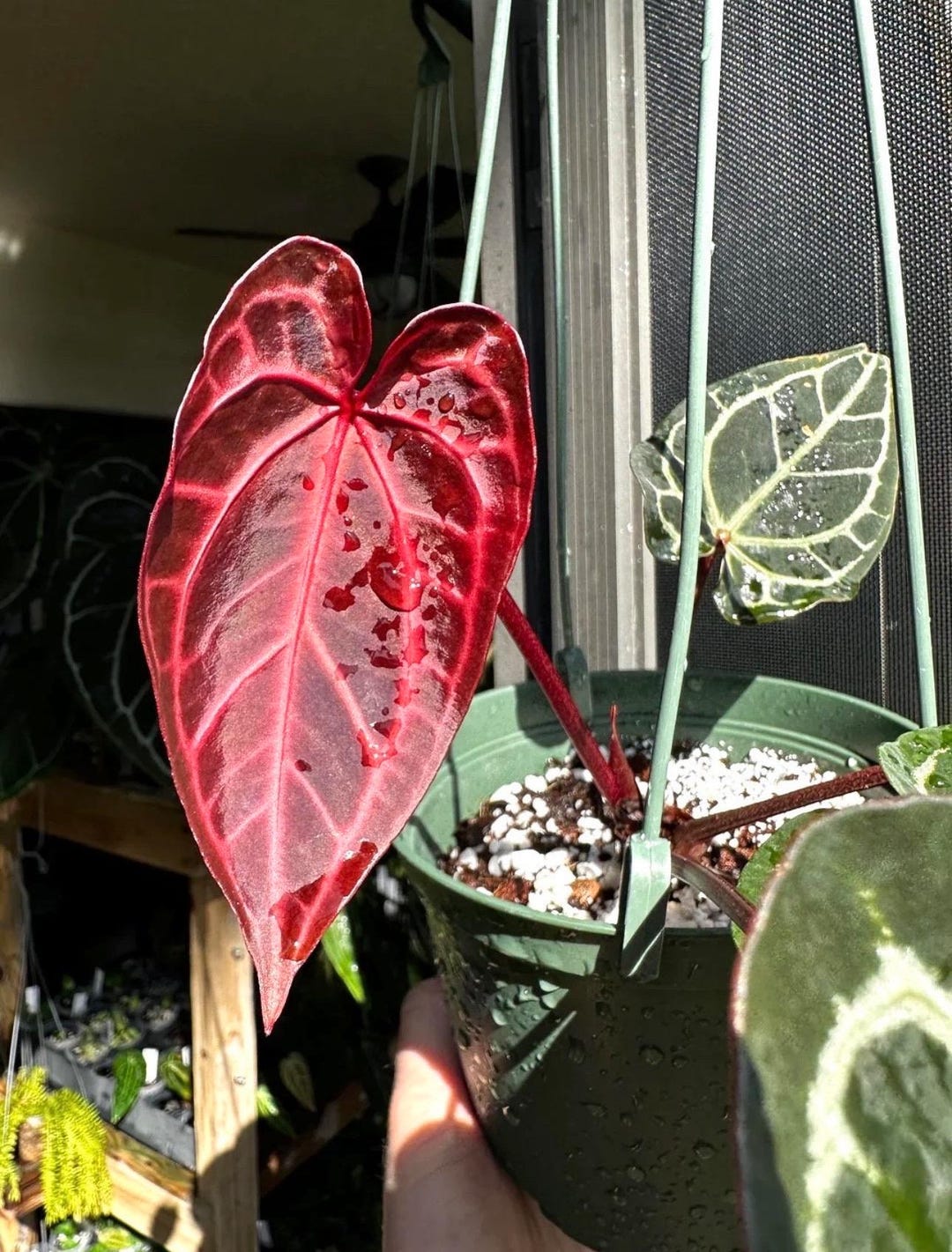 こ*つ様 Anthurium AOS × Red Crystallinum こ*つ様 Anthurium AOS × Red Crystallinum Tezula Anthurium