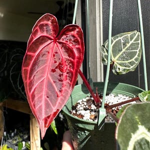 Anthurium Crystallinum Red 2” pot (ALL STARTER PLANTS require you to purchase 2 plants!)