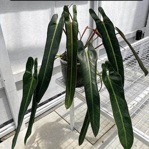 Philodendron spiritus sancti starter Plant (ALL STARTER PLANTS require you to purchase 2 plants!)