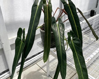 Philodendron spiritus sancti starter Plant (ALL STARTER PLANTS require you to purchase 2 plants!)