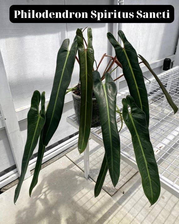 philodendron Philodendron hederaceum oxycardium 'Var' | Herzblatt Philodendron main image 0