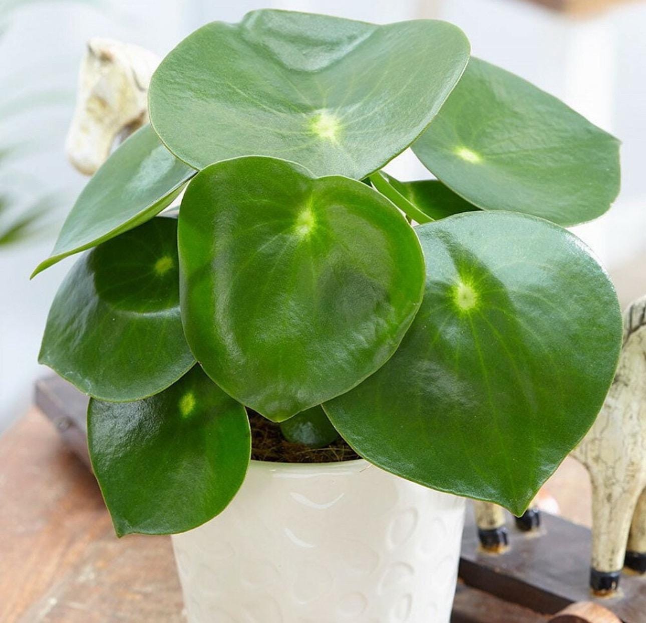 Peperomia bolybotra “gota de lluvia” Maceta de 2” **(¡TODAS las plantas requieren que compres 2 plantas!)**