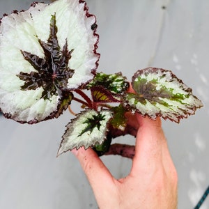 Rex Begonia fire woman Starter Plant ALL STARTER PLANTS require you to purchase 2 plants image 8
