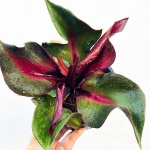 Philodendron red heart Starter Plant (ALL STARTER PLANTS require you to purchase 2 plants!)