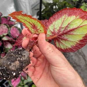 Rex Begonia fire woman Starter Plant ALL STARTER PLANTS require you to purchase 2 plants image 4