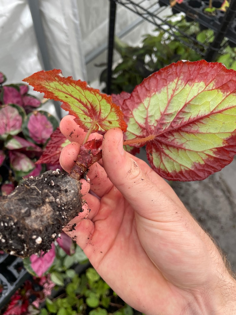 Rex Begonia fire woman Starter Plant ALL STARTER PLANTS require you to purchase 2 plants image 4
