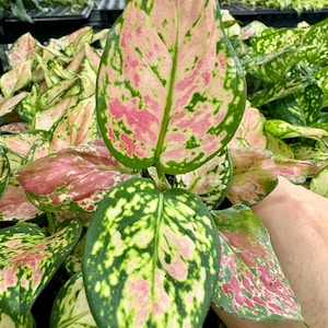 Aglaonema Red Valentine Starter Plant (ALL STARTER PLANTS require you to purchase 2 plants!)