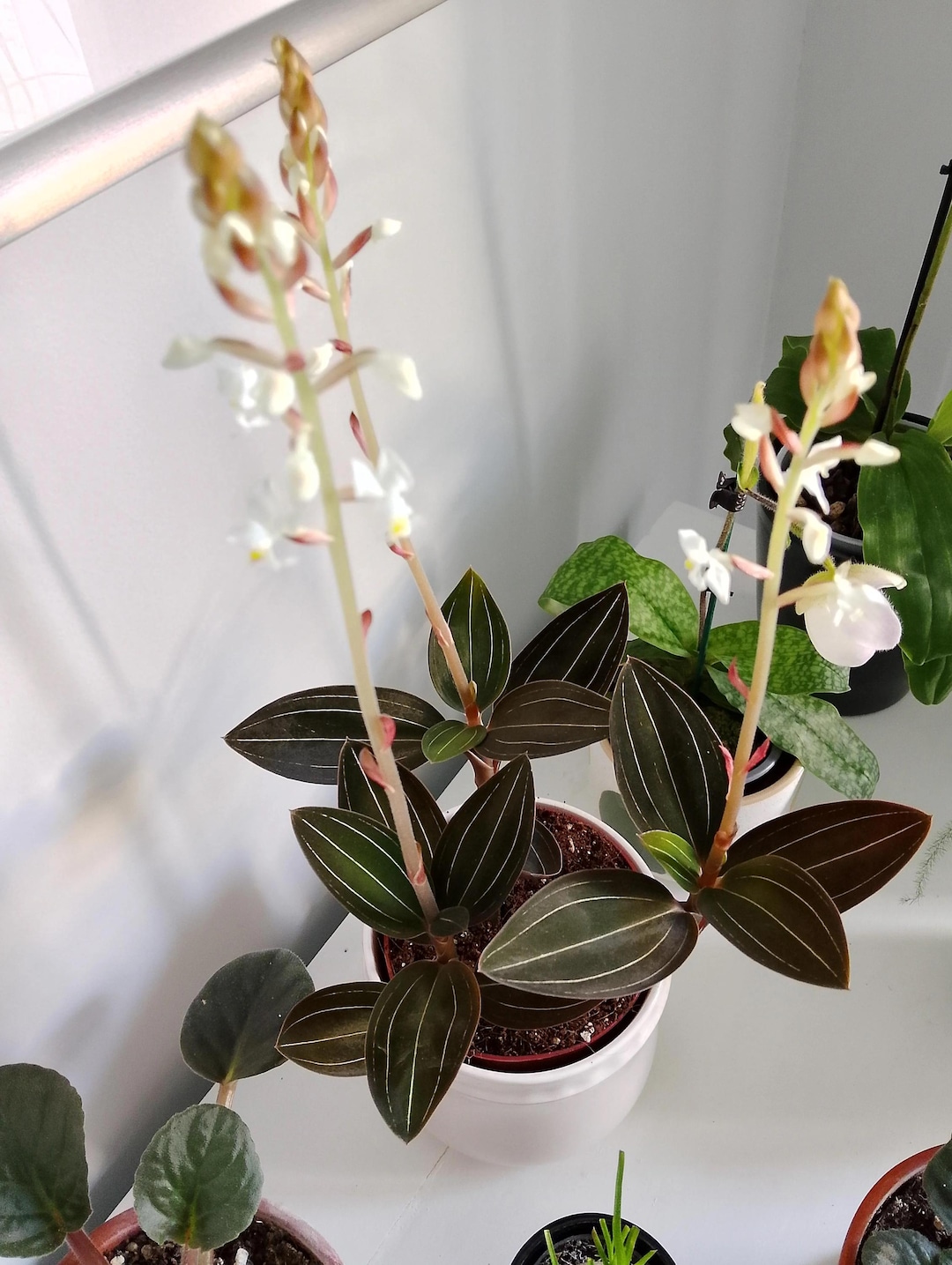 Ludisia Discolor (jewel Orchid) Starter Plant (ALL STARTER PLANTS
