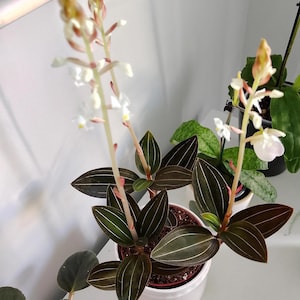 Ludisia discolor (jewel orchid) Starter Plant (ALL STARTER PLANTS require you to purchase 2 plants!)