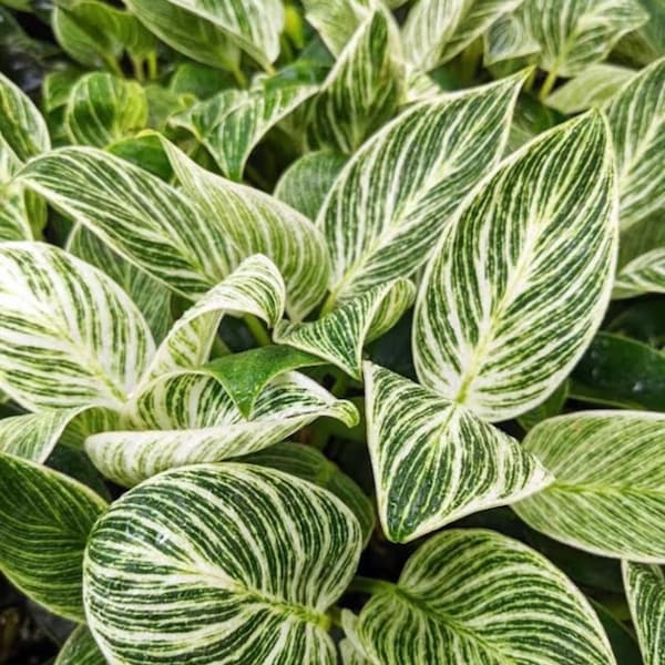 Philodendron Birkin starter plant **(ALL plants require you to purchase ANY 2 plants!)**
