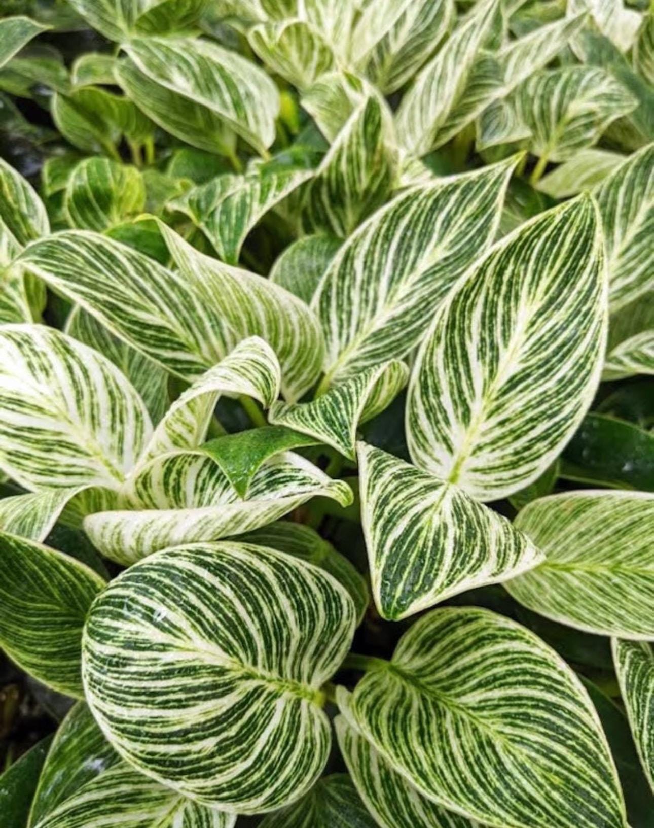 where to buy spider plants Curly Spider Plant 'Bonnie' for Sale
