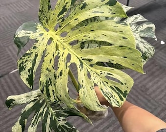 Form #6 | Monstera Deliciosa | Bangkok Plant Show Monstera Winner