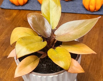 Philodendron Carmel Cardinal Starter Plant (ALL STARTER PLANTS require you to purchase 2 plants!)