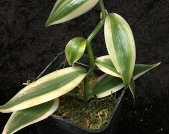 Super variegated vanilla starter plant (ALL STARTER PLANTS require you to purchase 2 plants!)