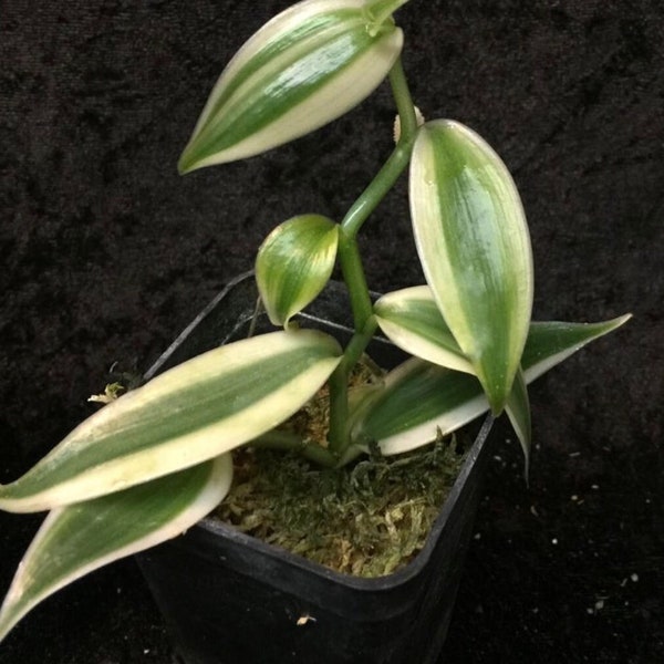 Super variegated vanilla starter plant (ALL STARTER PLANTS require you to purchase 2 plants!)