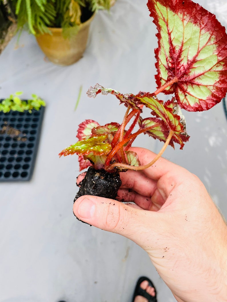 Rex Begonia fire woman Starter Plant ALL STARTER PLANTS require you to purchase 2 plants image 6