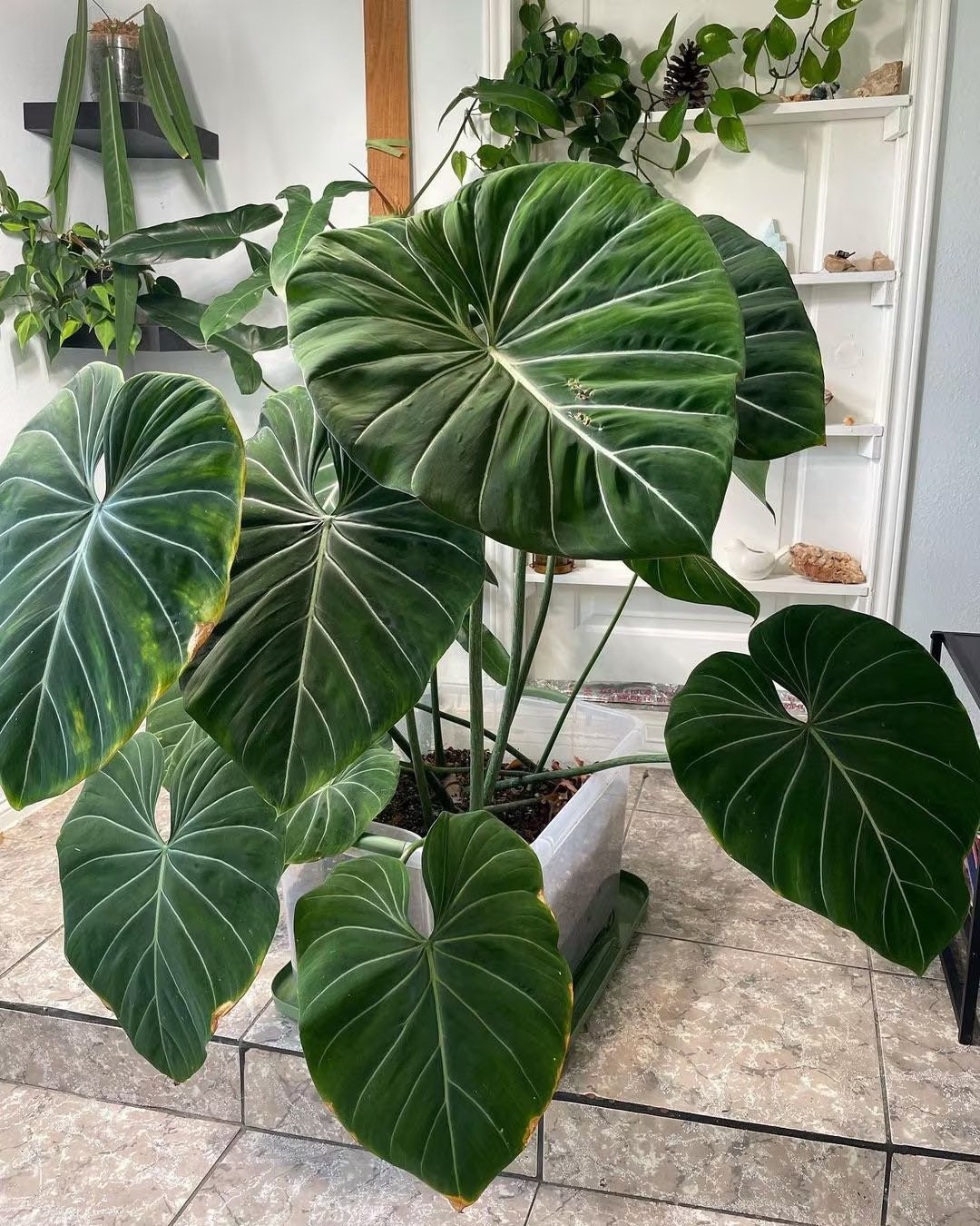 Philodendron Zebra Gloriosum Starter Plant ALL STARTER PLANTS Require