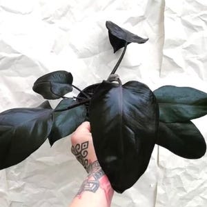 Philodendron Royal Queen, maceta de 2” (¡TODAS LAS PLANTAS DE INICIO requieren la compra de 2 plantas!)