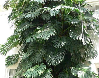 Philodendron black cherry Pink Princess Starter Plant (ALL STARTER PLANTS require you to purchase 2 plants!)