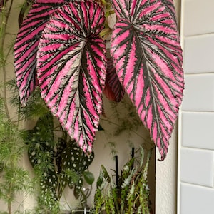 Begonia brevirimosa subsp. Exotica 4” pot (ALL STARTER PLANTS require you to purchase 2 plants!