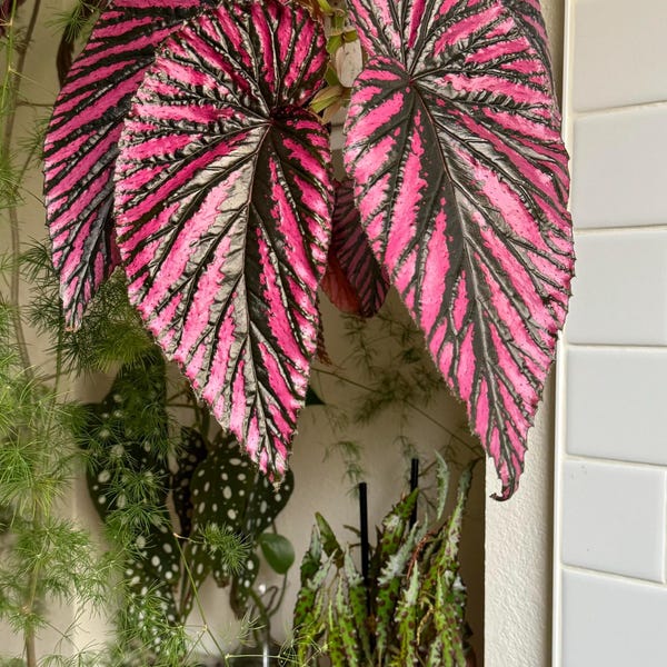 Begonia brevirimosa subsp. Exotica 4” pot (ALL STARTER PLANTS require you to purchase 2 plants!