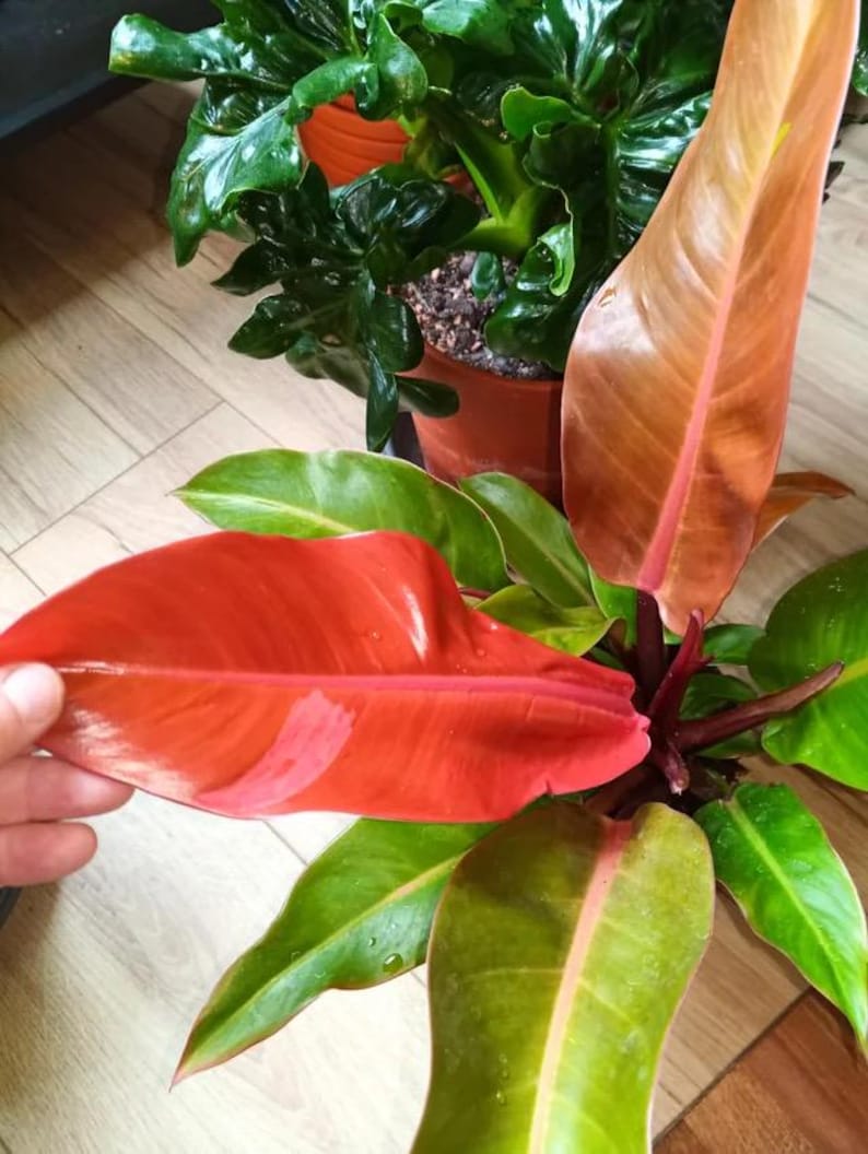 SunshineGreens Philodendron Red Sun Plant