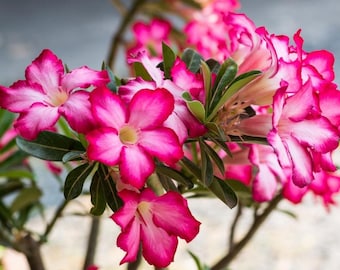 Desert rose ‘basic pink’ starter plant **(ALL starter plants require you to purchase any 2 plants!)**