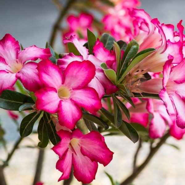 Desert rose ‘basic pink’ starter plant **(ALL starter plants require you to purchase any 2 plants!)**
