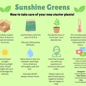 Puede incluir: Una gu&iacute;a ilustrada verde y blanca con consejos sobre c&oacute;mo cuidar las plantas de inicio. La gu&iacute;a incluye ilustraciones de plantas, una regadera, un term&oacute;metro, una caja y un sol. El texto incluye el t&iacute;tulo "Sunshine Greens" y la frase "&iexcl;C&oacute;mo cuidar tus nuevas plantas de inicio!"