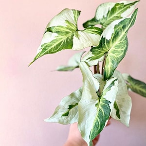 Syngonium Three kings Starter Plant (ALL STARTER PLANTS require you to purchase 2 plants!)