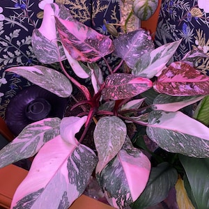 Philodendron black cherry Pink Princess #2 Starter Plant (ALL STARTER PLANTS require you to purchase 2 plants!)