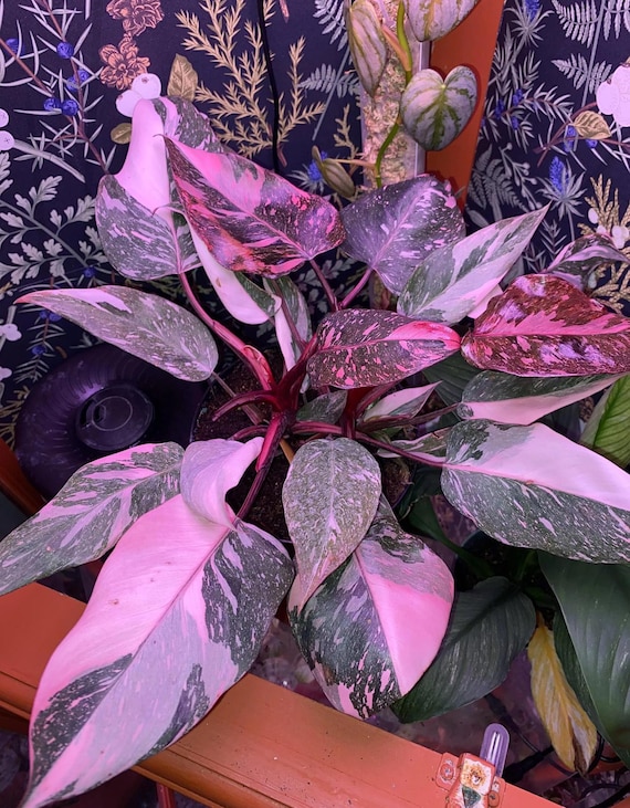Philodendron Black Cherry Pink Princess #2 Starter Plant
