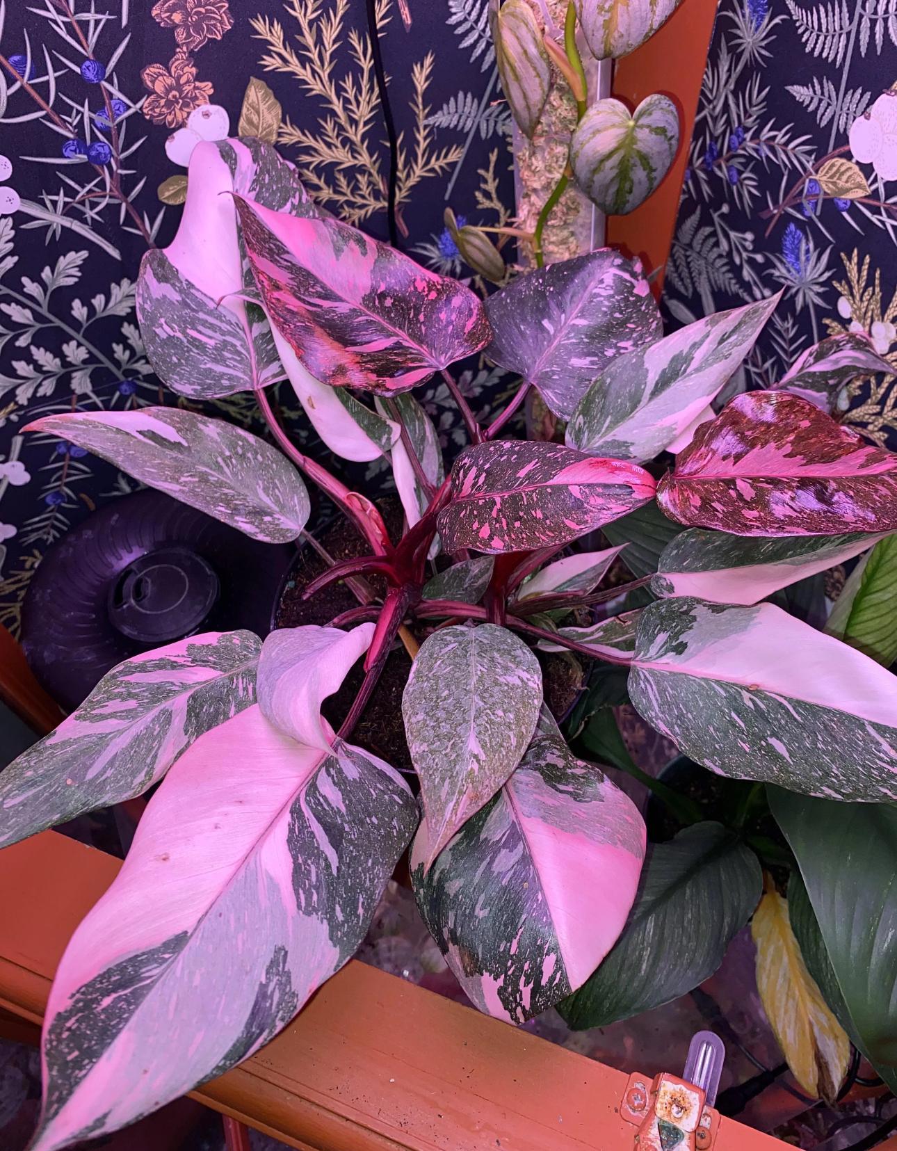 その他観葉植物 Philodendron Pink Princess Black Cherry il_fullxfull.6244986821_chn2.jpg