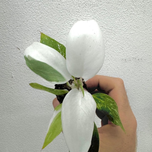 peace lilly indoor plant Peace Lily