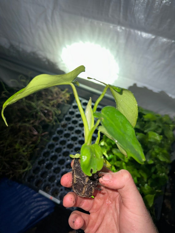 Philodendron Glad Hands Starter Plant (ALL STARTER PLANTS Require You to  Purchase 2 Plants!) - Etsy