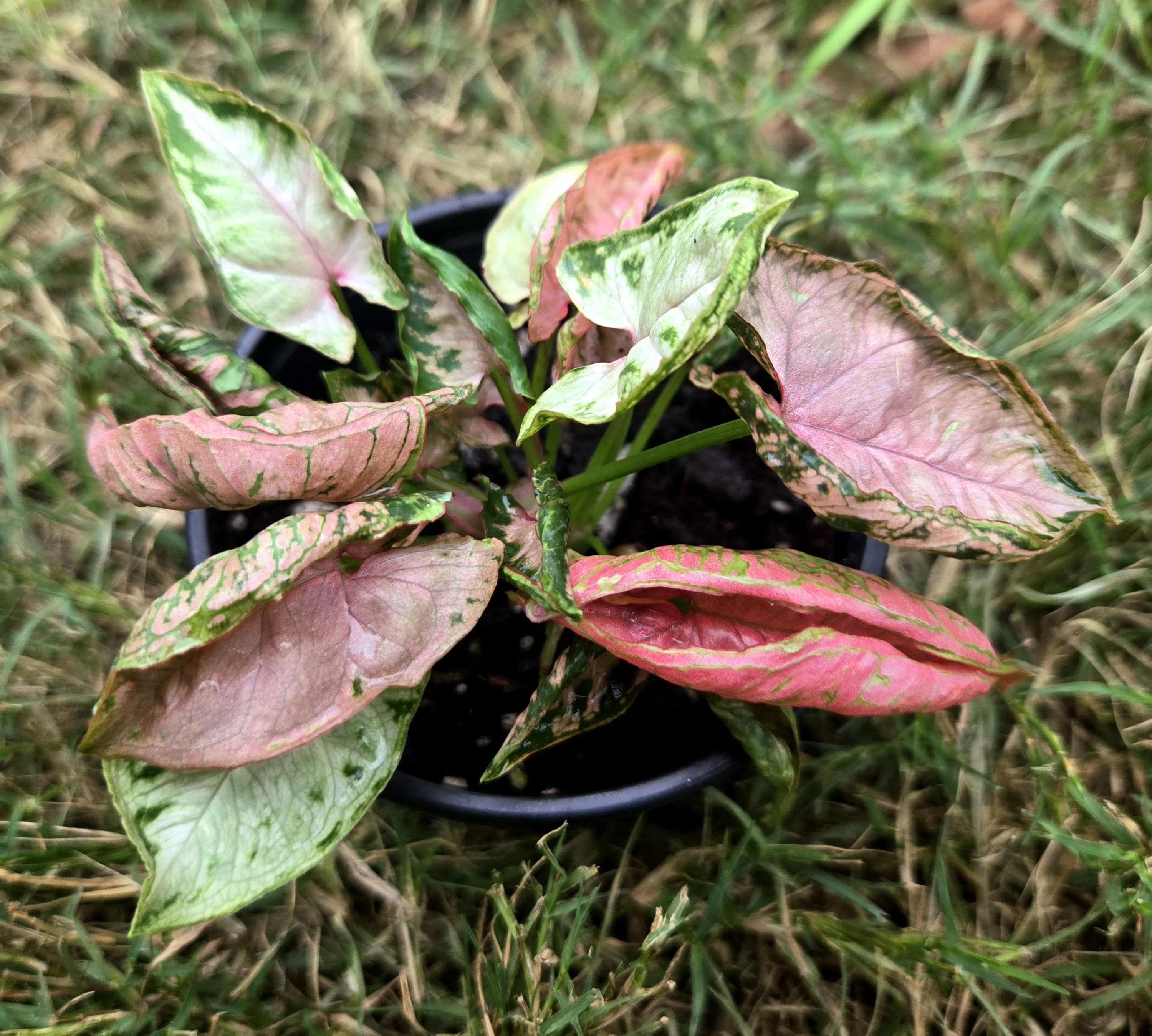 Syngonium Pink Chameleon 2 Pot (ALL STARTER PLANTS Require You to Purchase  2 Plants!) - Etsy