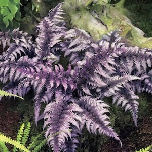 Japanese painted fern starter plant **(ALL plants require you to purchase ANY 2 plants!)**