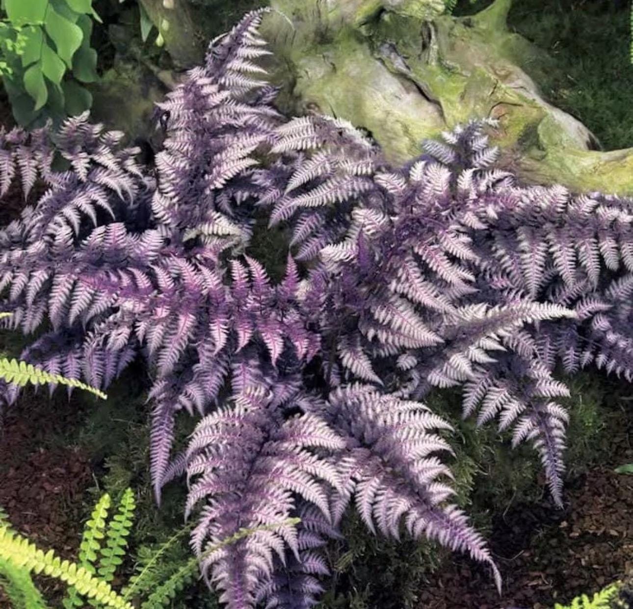 Japanese painted fern starter plant **(ALL plants require you to purchase ANY 2 plants!)**