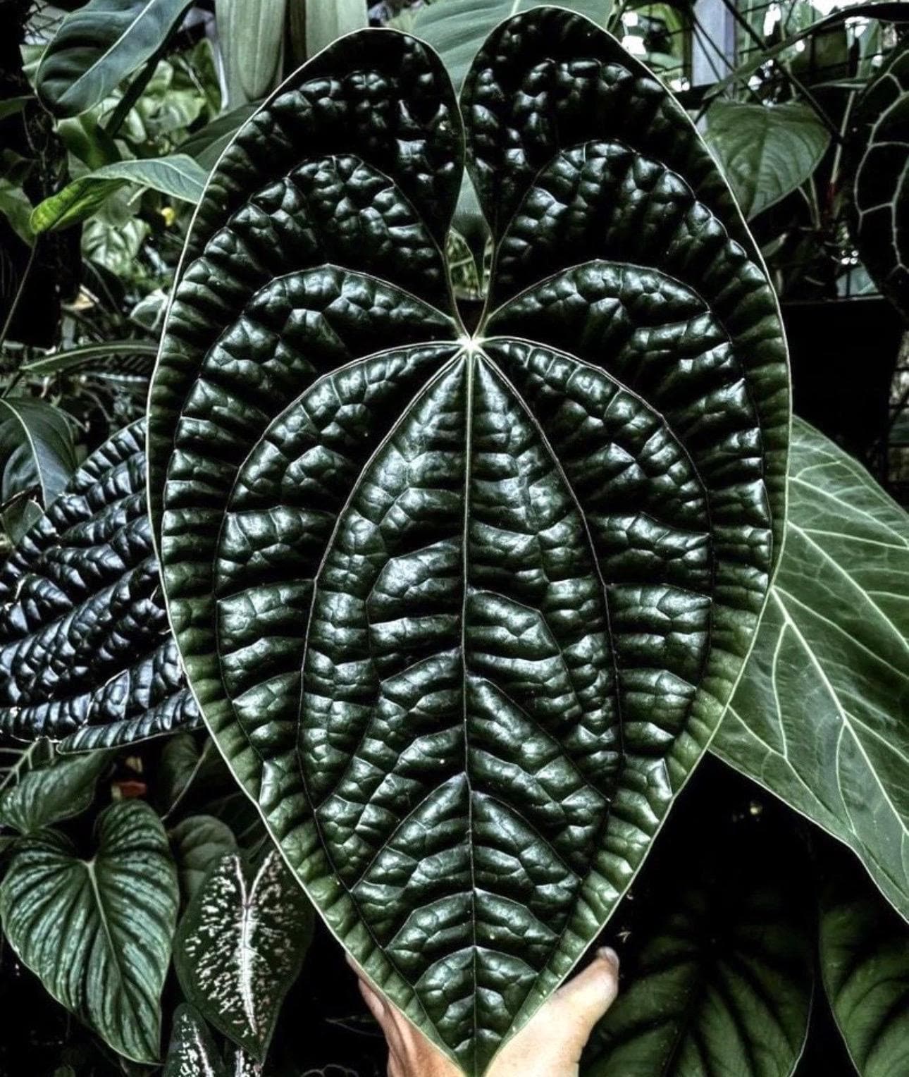 Anthurium Luxurians rare starter plant **(ALL plants require you to purchase ANY 2 plants!)**