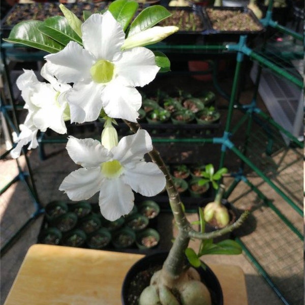 Desert rose white starter plant **(ALL transactions require you to purchase any 2 plants!)**