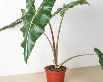 Alocasia Sarian Starter Plant (ALL STARTER PLANTS require you to purchase 2 plants!)