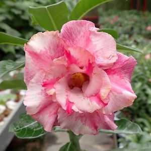 Desert rose ce-02 adenium obesum flower starter plant **(ALL plants require you to purchase ANY 2 plants!)**