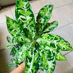 climbing philodendron cordatum Philodendron cordatum main image 0
